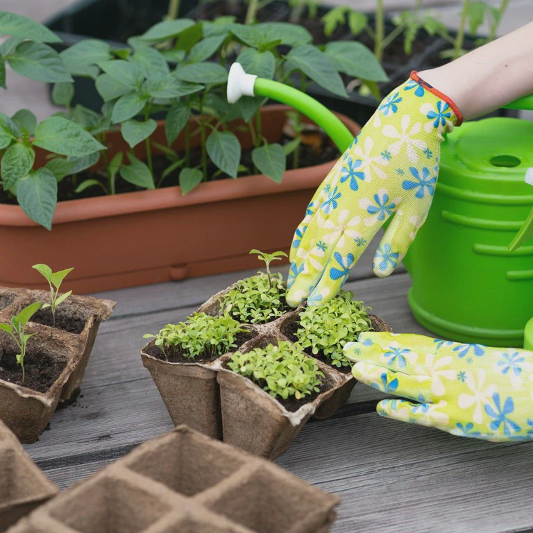 Rośliny w małych pojemnikach