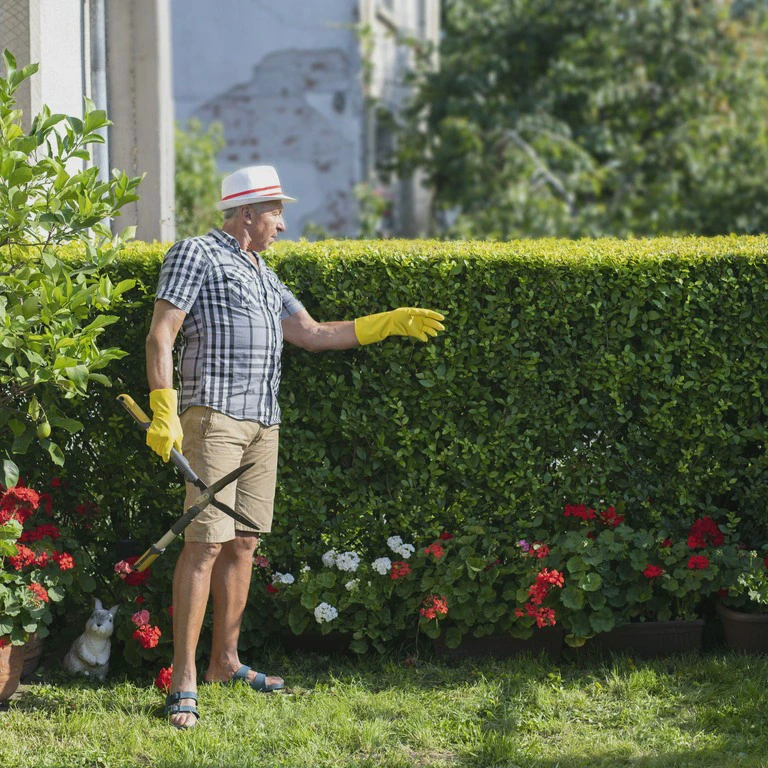 Mężczyzna przycinający żywopłot