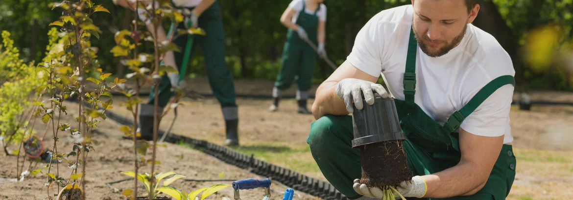 Mężczyzna wyjmujący roślinę z doniczki